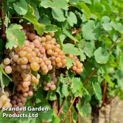 Grape 'Trio Mix' -Green Haven Shop GRAP PINOTGRIS W509901