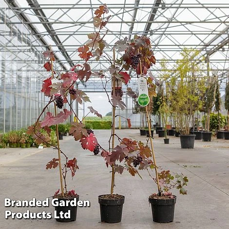 Grape 'Purpurea' 2 Grape 'Purpurea' - Image 2