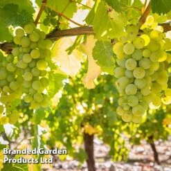 Grape 'Duo Mix' -Green Haven Shop GRAP SAUVIGNON W509911