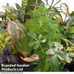 Green Houseplant Starter Mix -Green Haven Shop GREE HOUS KF0875 A