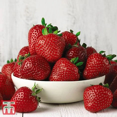 Grow Your Own Bumper Pack 2 Grow Your Own Bumper Pack - Image 2