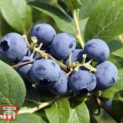 Grow Your Own Bumper Pack 7 Grow Your Own Bumper Pack -Green Haven Shop GROW WKB9279 D