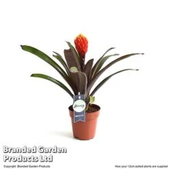 Guzmania 'Tala' -Green Haven Shop GUZM TALA12CM T49236