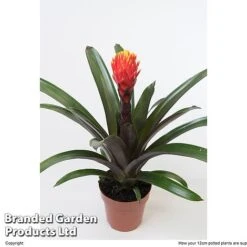 Guzmania 'Tala' -Green Haven Shop GUZM TALA12CM W48356