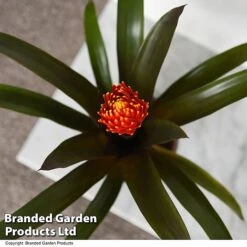 Guzmania 'Tala' -Green Haven Shop GUZM TALA T49242