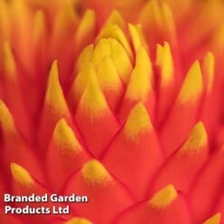 Guzmania 'Tala' -Green Haven Shop GUZM TALA W48354