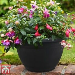 Fuchsia Trailing Pre-Planted Basket -Green Haven Shop HABA WKA9811 A1