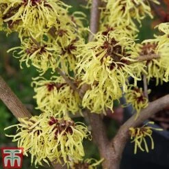 Hamamelis X Intermedia 'Pallida' -Green Haven Shop HAMA TKA1915 A