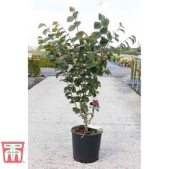 Hamamelis × Intermedia 'Böhlje's Feuerzauber' -Green Haven Shop HAMA TKA3140 B