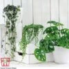 Hanging Houseplant Collection