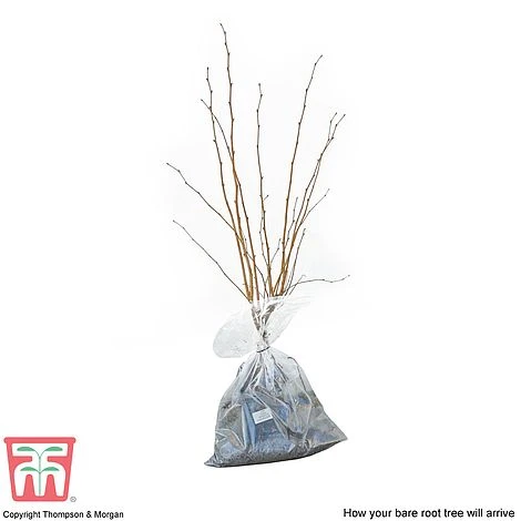 Hazelnut 'Kentish Cob' (Filbert) 2 Hazelnut 'Kentish Cob' (Filbert) - Image 2