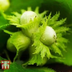 Hazelnut 'Kentish Cob' (Filbert) 5 Hazelnut 'Kentish Cob' (Filbert) -Green Haven Shop HAZE CWW3407 C