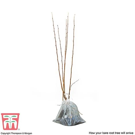 Hazelnut 'Red Cracker' 2 Hazelnut 'Red Cracker' - Image 2