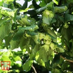 Corylus Avellana (Hedging) -Green Haven Shop HAZE KB3244 A