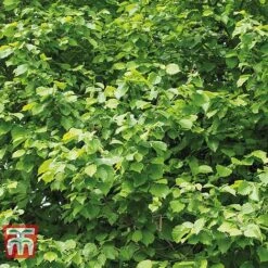 Corylus Avellana (Hedging) -Green Haven Shop HAZE KB3244 B
