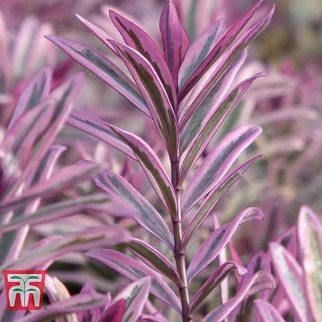 Hebe 'Heartbreaker' -Green Haven Shop HEBE W57814 A