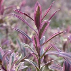 Hebe 'Heartbreaker' -Green Haven Shop HEBE W57814 B