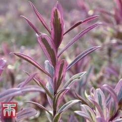 Hebe 'Heartbreaker' -Green Haven Shop HEBE W57814 C