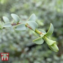 Hebe Pimeliodes 'Quicksilver' -Green Haven Shop HEBE WKB5072 C