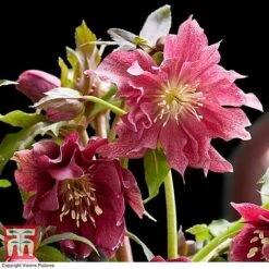Hellebore 'Double Ellen Red' -Green Haven Shop HELL KB3457 C
