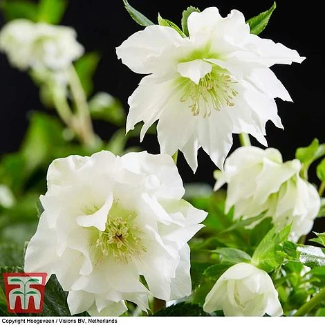 Hellebore 'Double Ellen White' -Green Haven Shop HELL KB3459 A