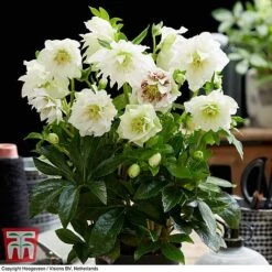 Hellebore 'Double Ellen White' 5 Hellebore 'Double Ellen White' -Green Haven Shop HELL KB3459 B