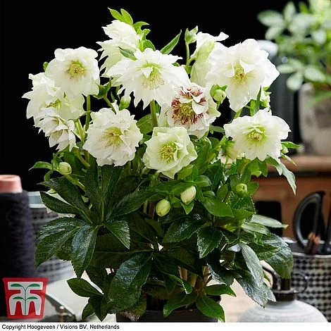 Hellebore 'Double Ellen White' 2 Hellebore 'Double Ellen White' - Image 2