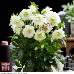 Hellebore 'Double Ellen White' 6 Hellebore 'Double Ellen White' -Green Haven Shop HELL KB3459 C