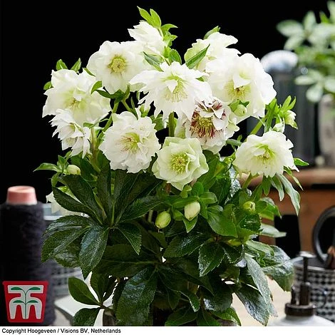 Hellebore 'Double Ellen White' 3 Hellebore 'Double Ellen White' - Image 3