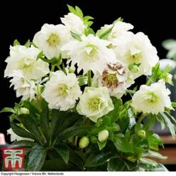 Hellebore 'Double Ellen White' 7 Hellebore 'Double Ellen White' -Green Haven Shop HELL KB3459 D