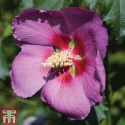 Hibiscus 'Walberton’s® Rose Moon' -Green Haven Shop HIBI KA2491 A