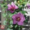 Hibiscus 'Walberton’s® Rose Moon'