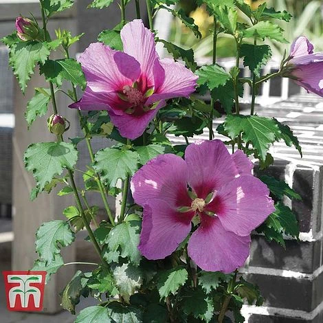 Hibiscus 'Walberton’s® Rose Moon' -Green Haven Shop HIBI KA2491 B1