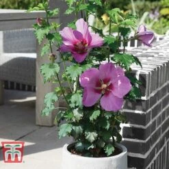 Hibiscus 'Walberton’s® Rose Moon' -Green Haven Shop HIBI KA2491 C1