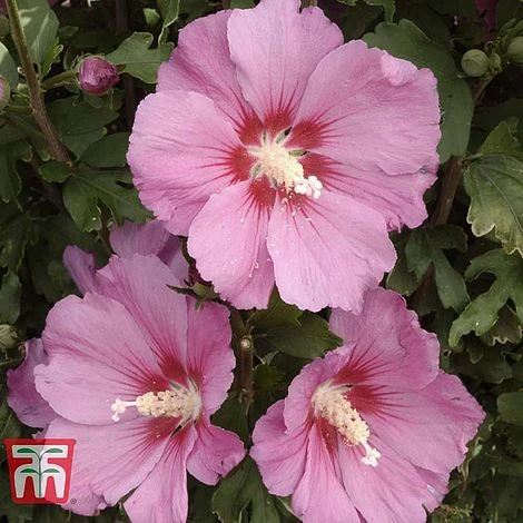 Hibiscus Syriacus 'Pink Giant' -Green Haven Shop HIBI T67951 A