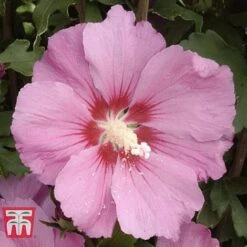 Hibiscus Syriacus 'Pink Giant' -Green Haven Shop HIBI T67951 B