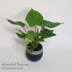 Homalomena 'Maggy' -Green Haven Shop HOMA MAGGY10CM S504381