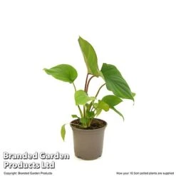 Homalomena 'Maggy' -Green Haven Shop HOMA MAGGY10CM T52104