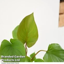 Homalomena 'Maggy' -Green Haven Shop HOMA MAGGY T52107