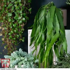 Nurserymans Choice Hanging Basket Succulent Plant Collection -Green Haven Shop HOU KB3438 C