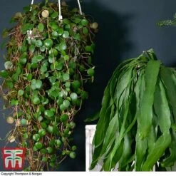 Nurserymans Choice Hanging Basket Succulent Plant Collection -Green Haven Shop HOU KB3438 D