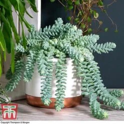 Nurserymans Choice Hanging Basket Succulent Plant Collection -Green Haven Shop HOU KB3438 E
