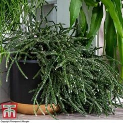 Nurserymans Choice Hanging Basket Succulent Plant Collection -Green Haven Shop HOU KB3438 F