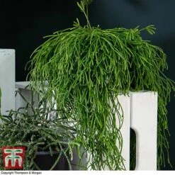 Nurserymans Choice Hanging Basket Succulent Plant Collection -Green Haven Shop HOU KB3438 G