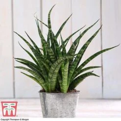 Easy Care Houseplant Collection -Green Haven Shop HOU kb3603 C