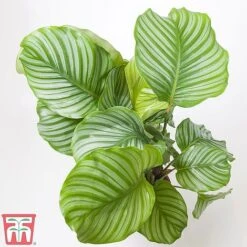 House Plant Urban Jungle Collection -Green Haven Shop HOUS KA8543 C