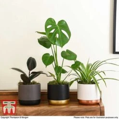 House Plant Urban Jungle Collection -Green Haven Shop HOUS KA8543 H