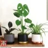 House Plant Urban Jungle Trio