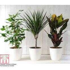 T&M's Choice House Plant Mix -Green Haven Shop HOUS T78783 B h