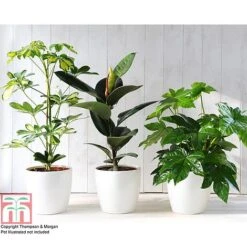 T&M's Choice House Plant Mix -Green Haven Shop HOUS T78783 C h